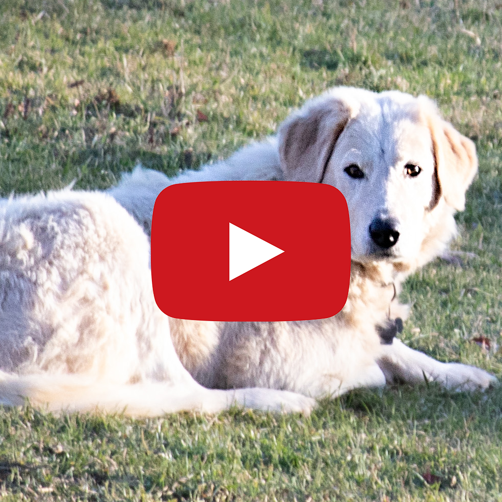 Sadie gets a cookie in today's video.