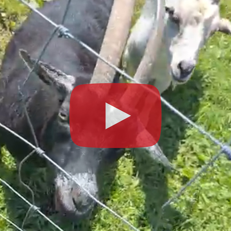 Goats munch on some lettuce in today's video.