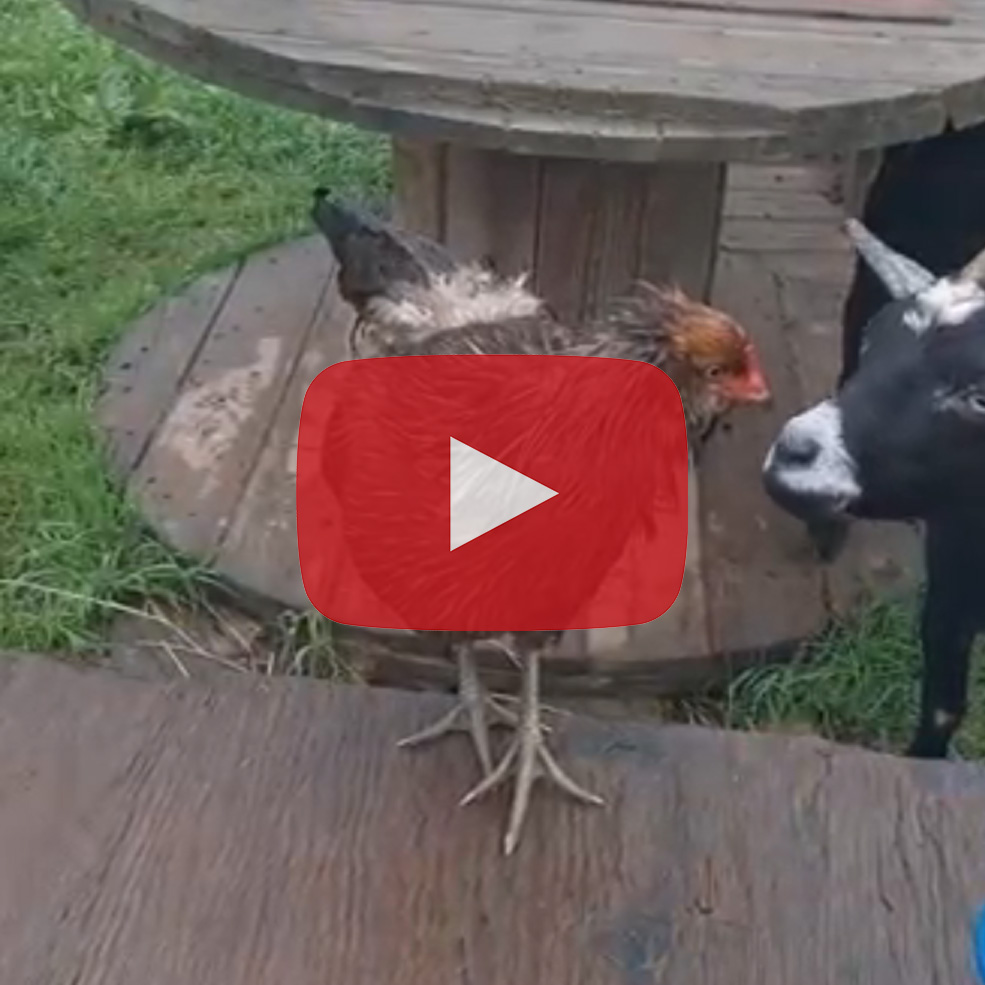 wet hen
