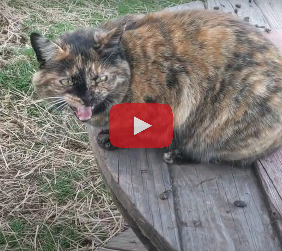 Fun on the farm with pets and livestock.
