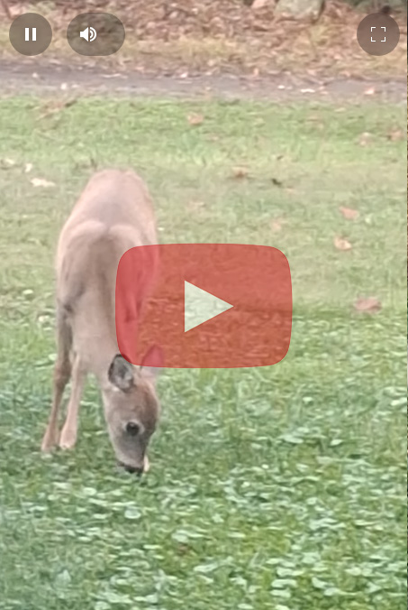 fawn