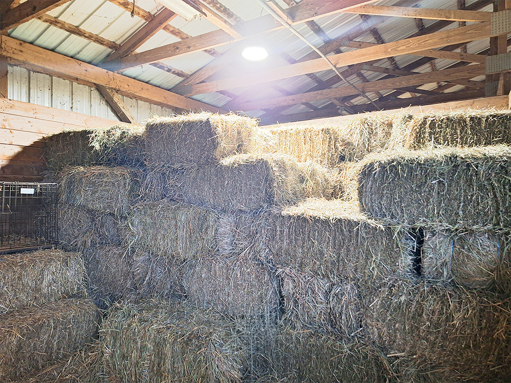 hay