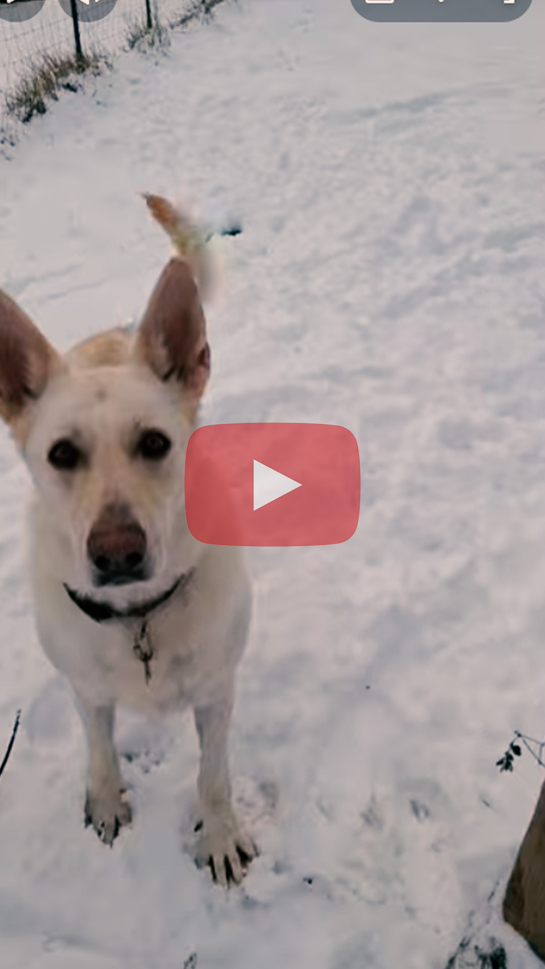 Puppies playing in the snow.