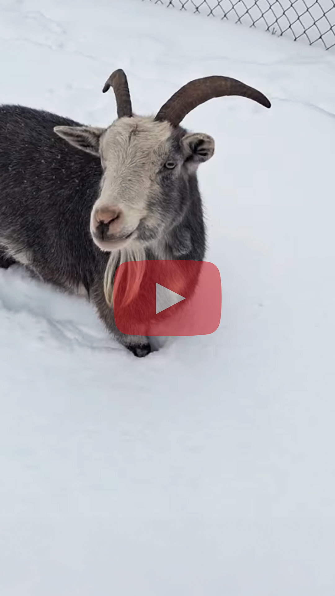 Snow belly high to a goat.
