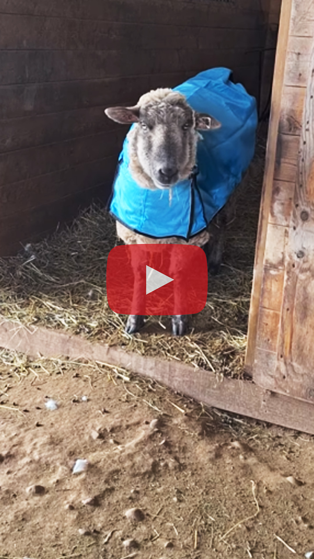 Snow belly high to a goat.