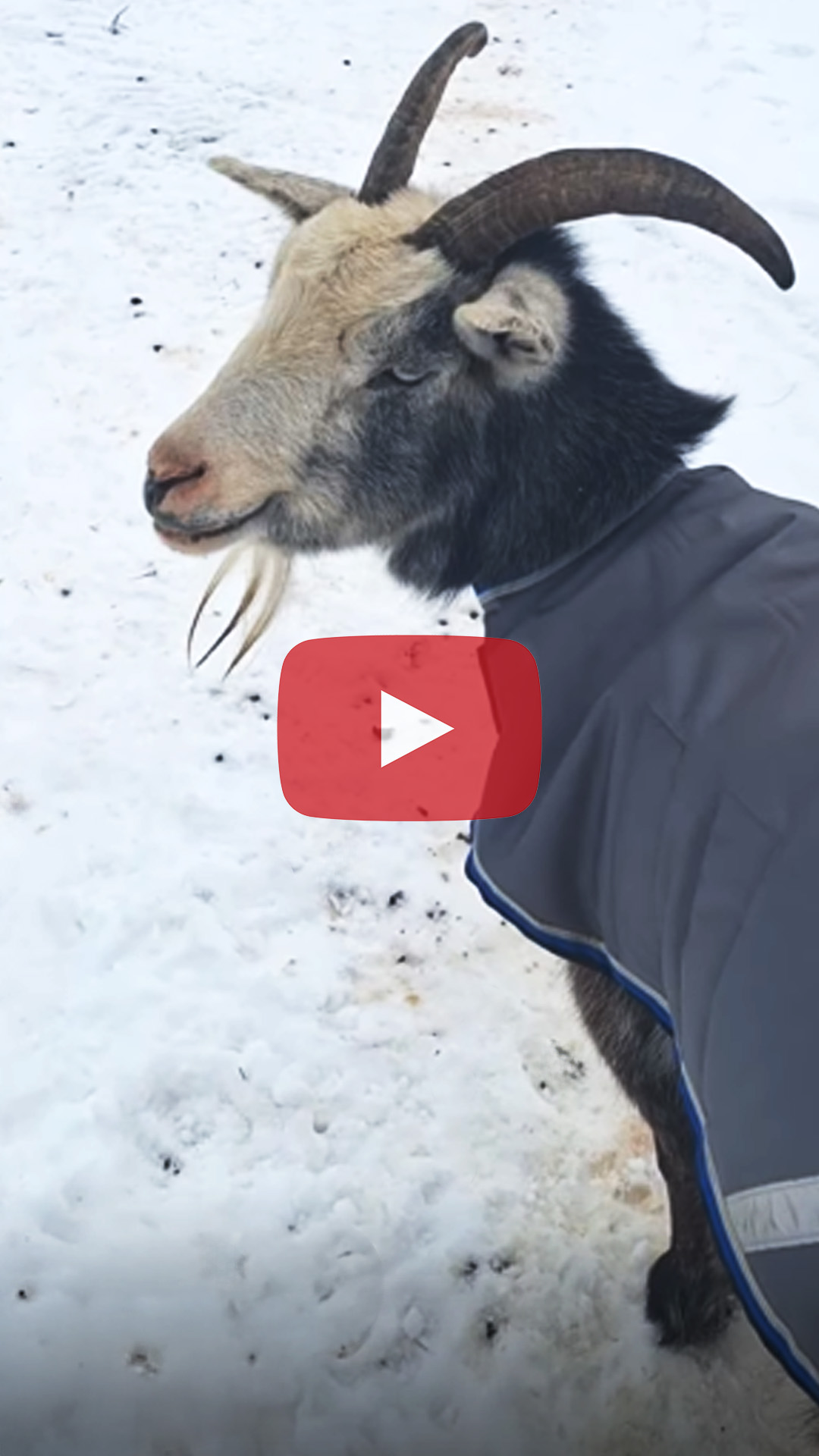 Snow belly high to a goat.