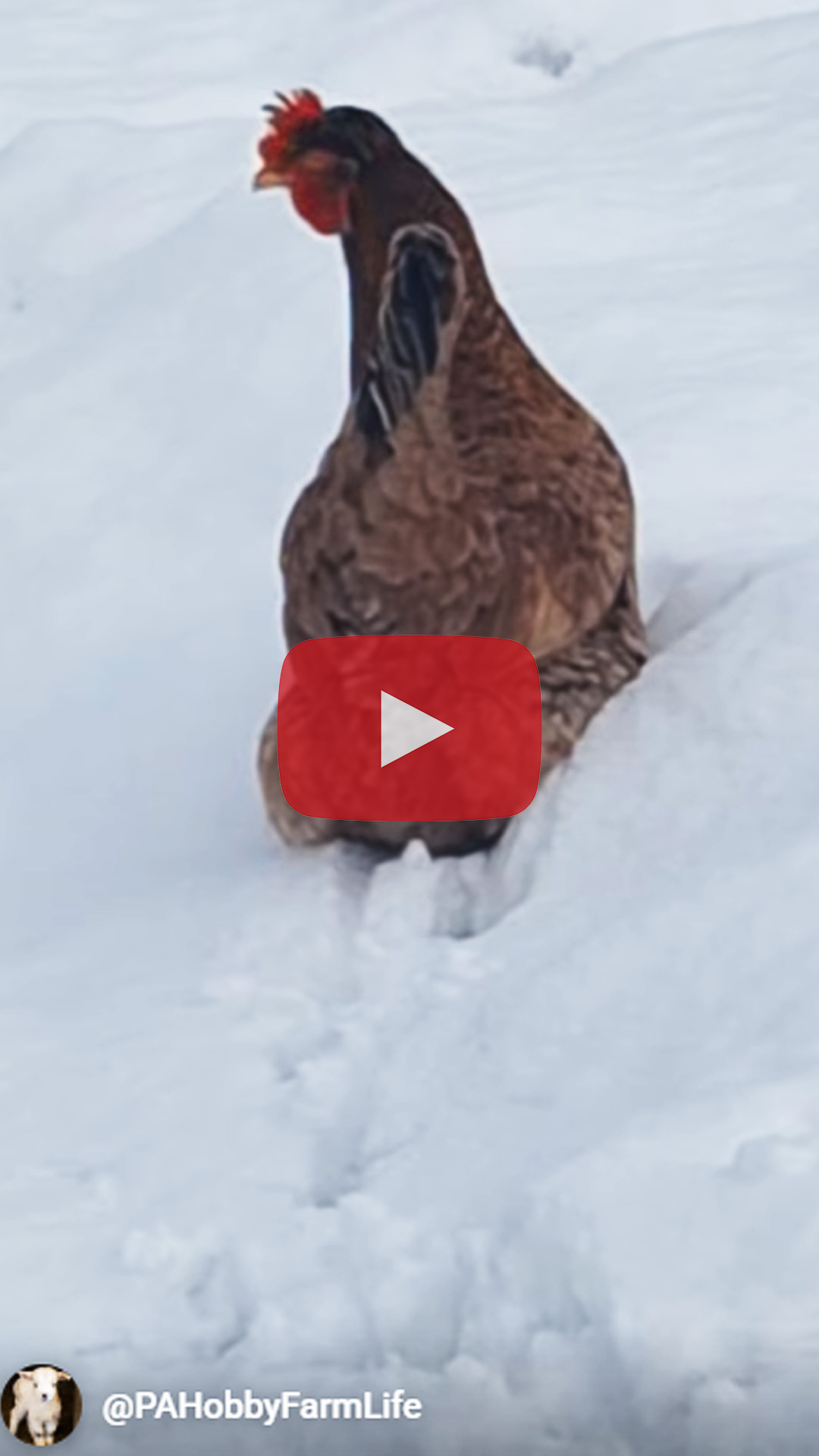 Stuck chicken?