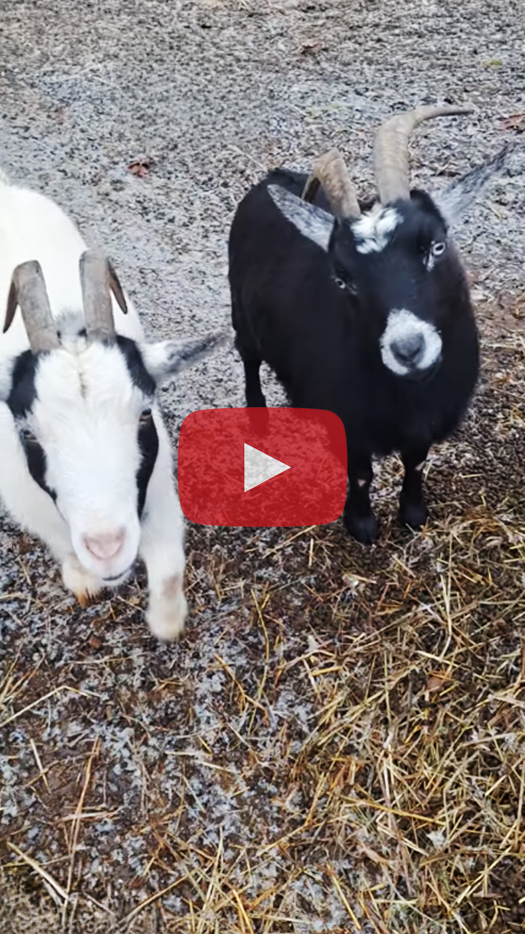 Goats on Ice