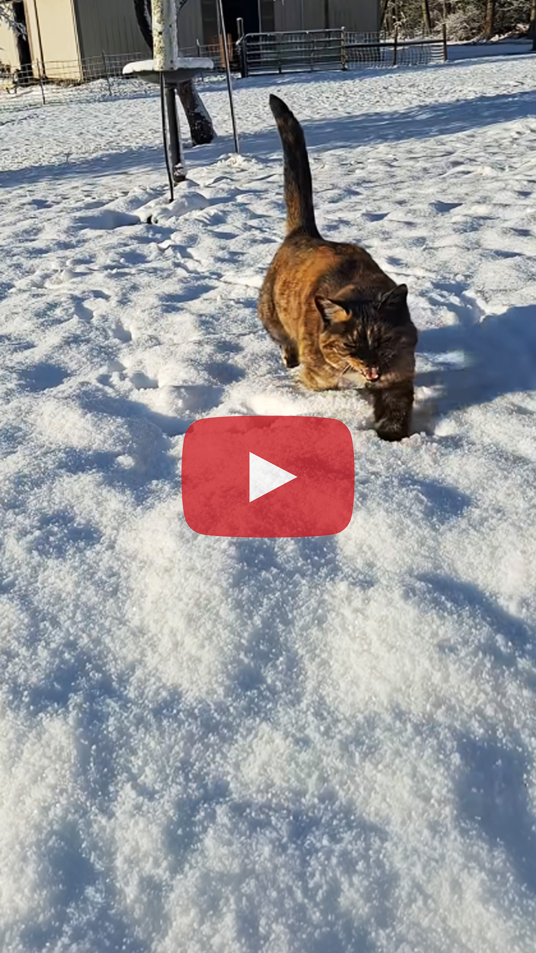 Goats on Ice