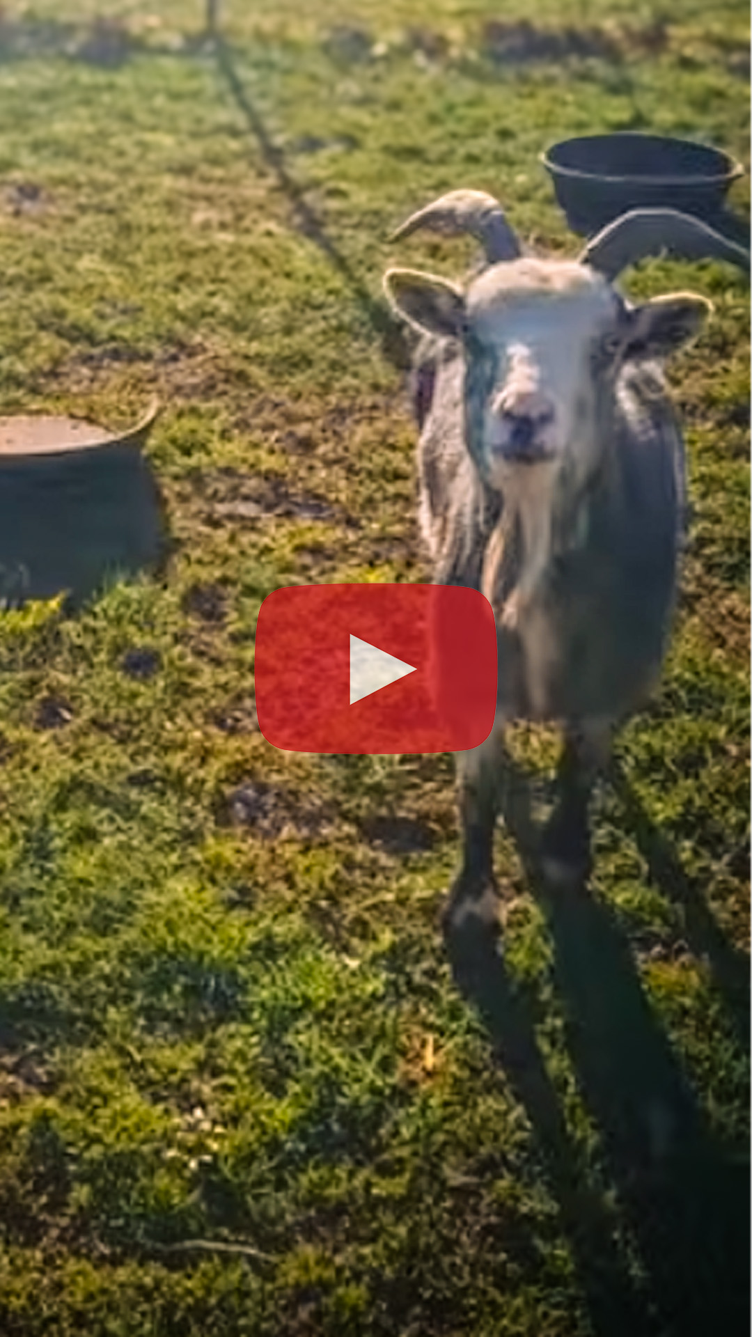 Goats on Ice