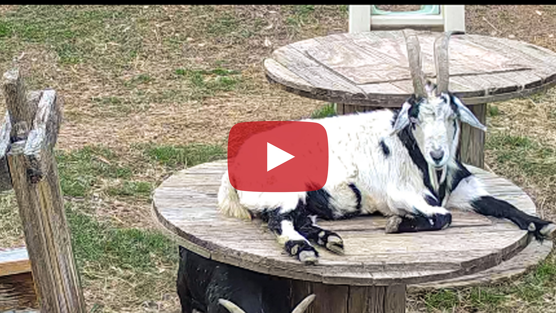 Camera Installation in the Goat Pen