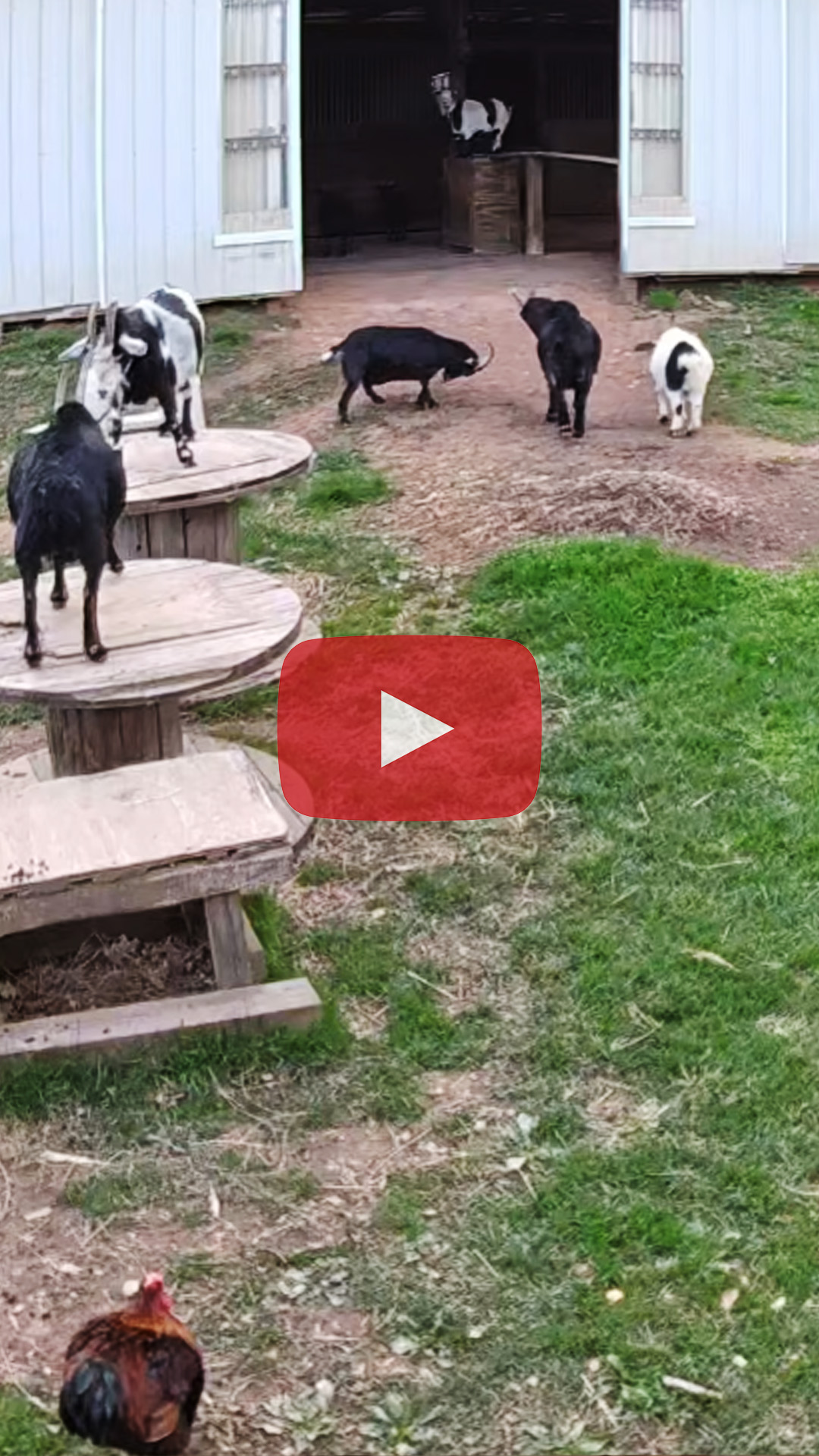 Camera Installation in the Goat Pen