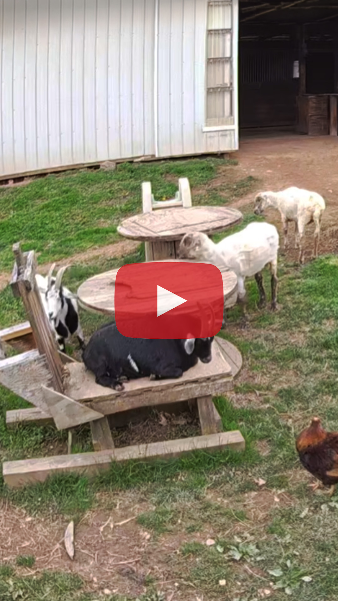 Camera Installation in the Goat Pen