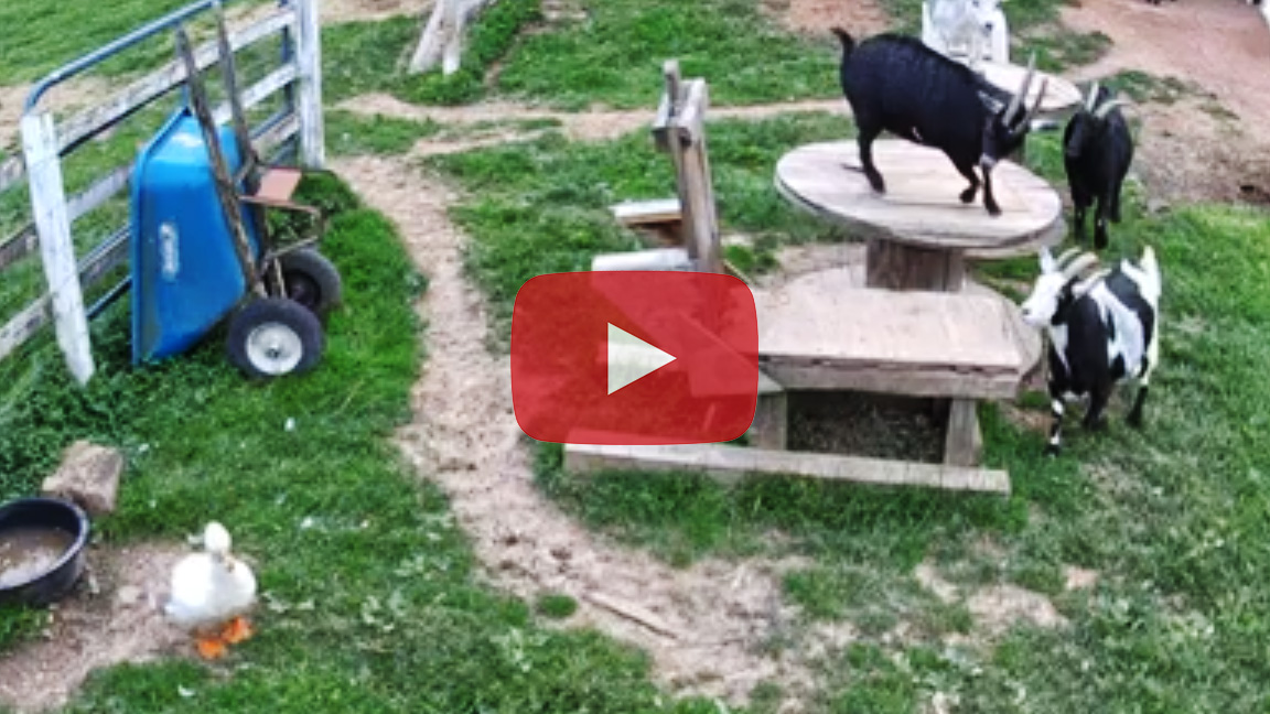 Camera Installation in the Goat Pen