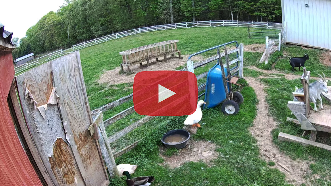 Camera Installation in the Goat Pen