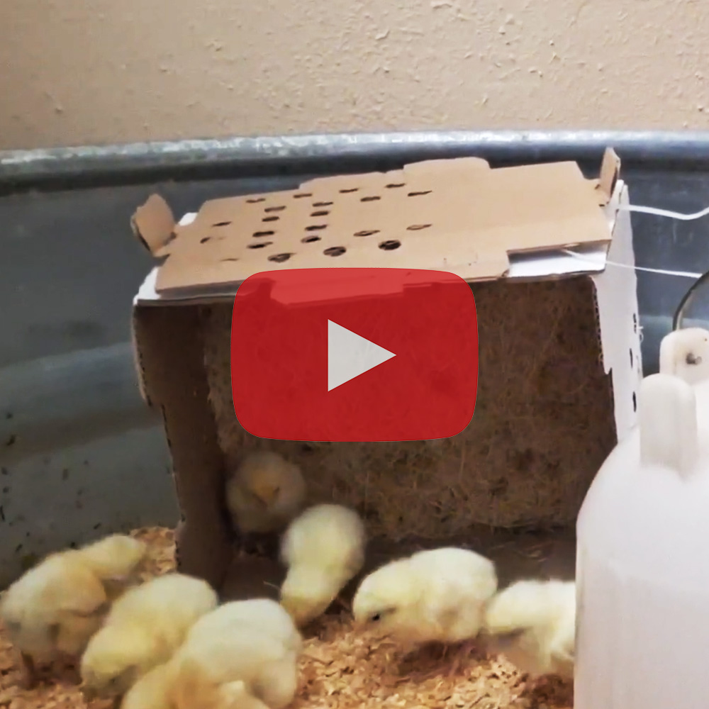 Chicks arrive on the hobby farm.