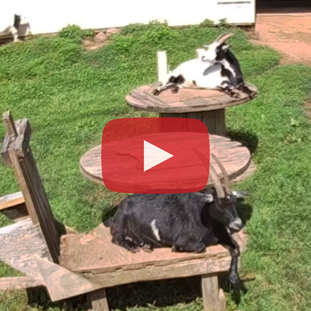 Camera Installation in the Goat Pen