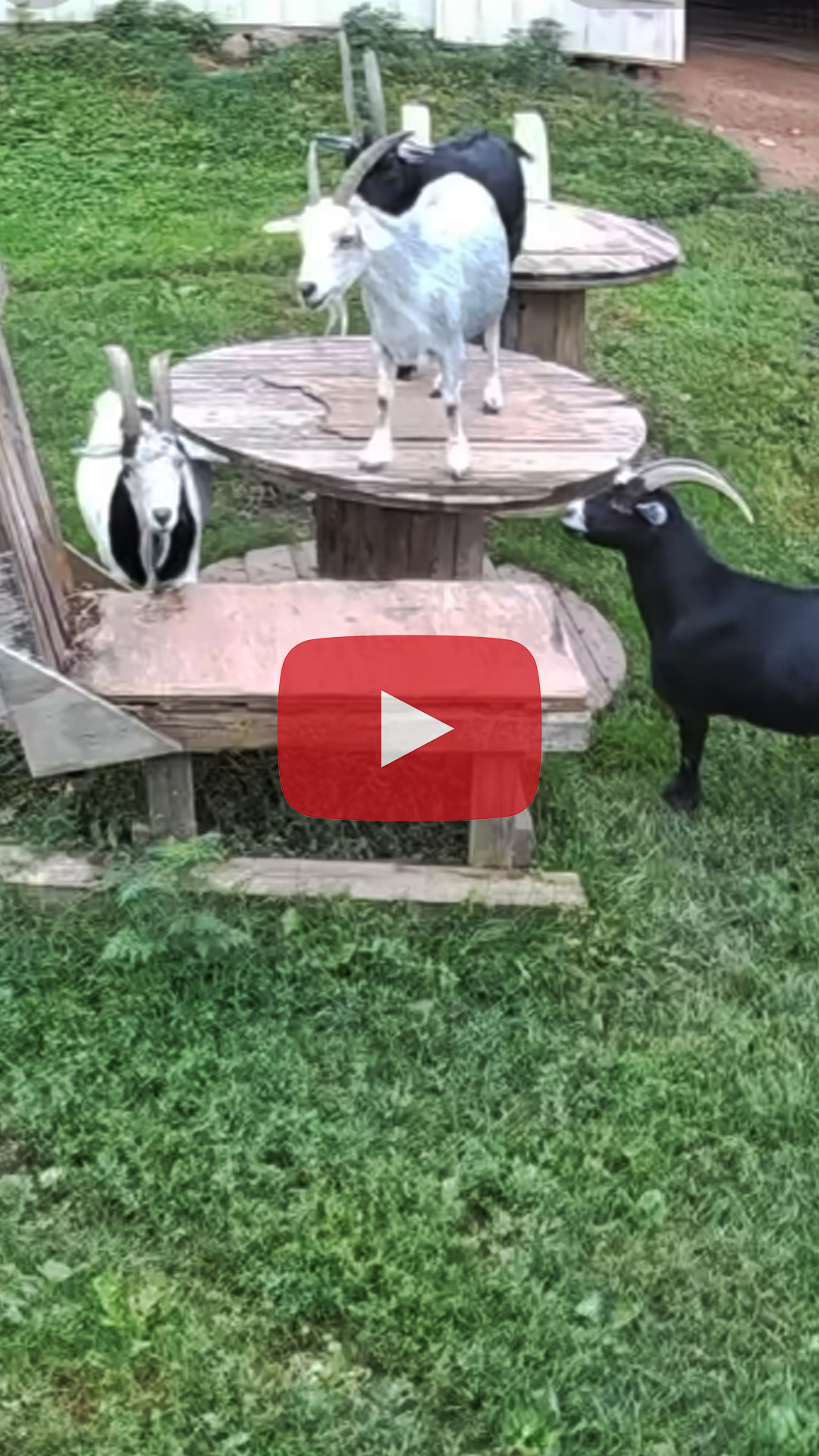 Camera Installation in the Goat Pen